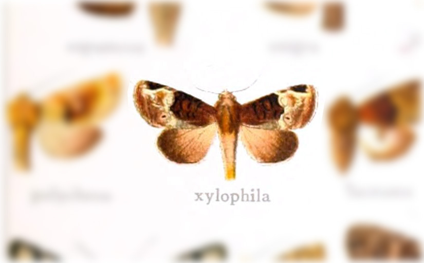 Phosphila xylophila