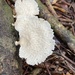 Tropical White Polypore - Photo (c) hmoamertens, some rights reserved (CC BY-NC)