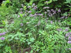 Allium maximowiczii