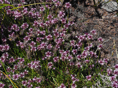 Lobelia jasionoides