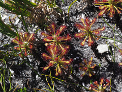 Drosera glabripes
