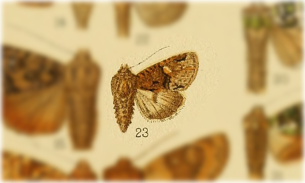 Phosphila lacruma