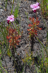 Drosera glabripes