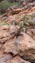Northern Pilbara Rock Monitor photo 4