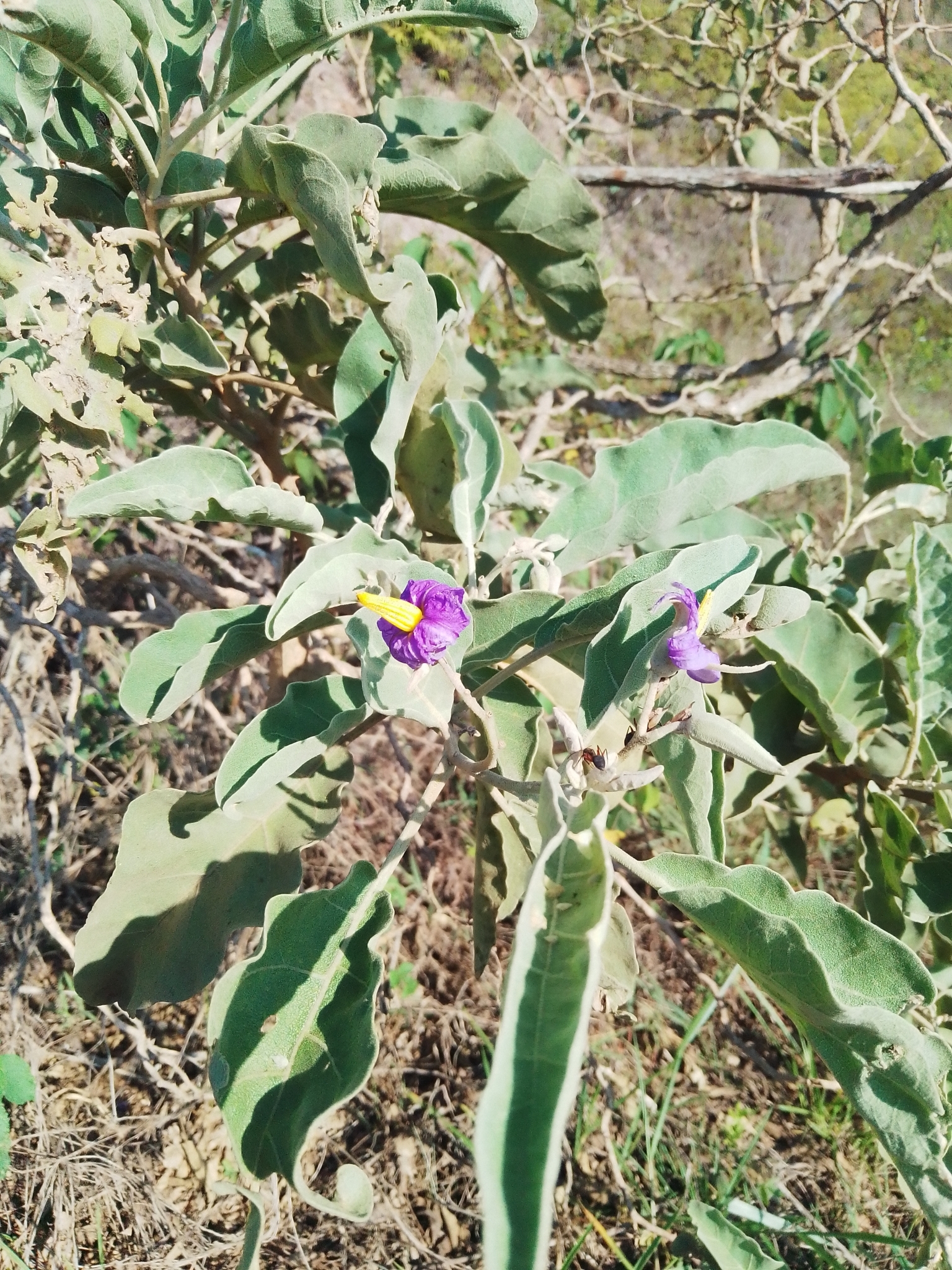 Solanum lycocarpum