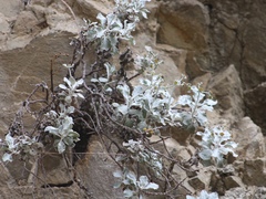 Eriogonum crocatum