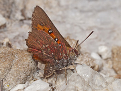 Aloeides pierus