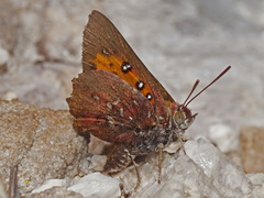 Aloeides pierus