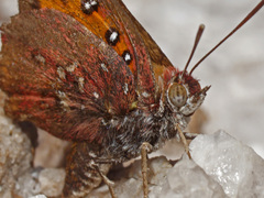 Aloeides pierus