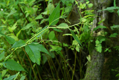 Koenigia limosa