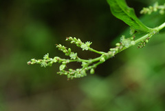 Koenigia limosa