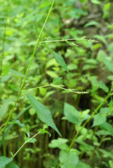 Koenigia limosa