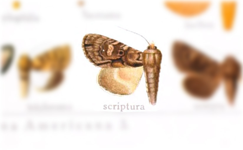 Speocropia scriptura