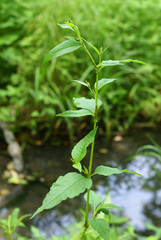Koenigia limosa