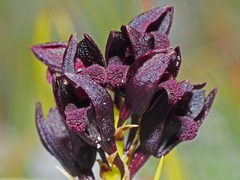 Eulophia ustulata