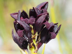 Eulophia ustulata