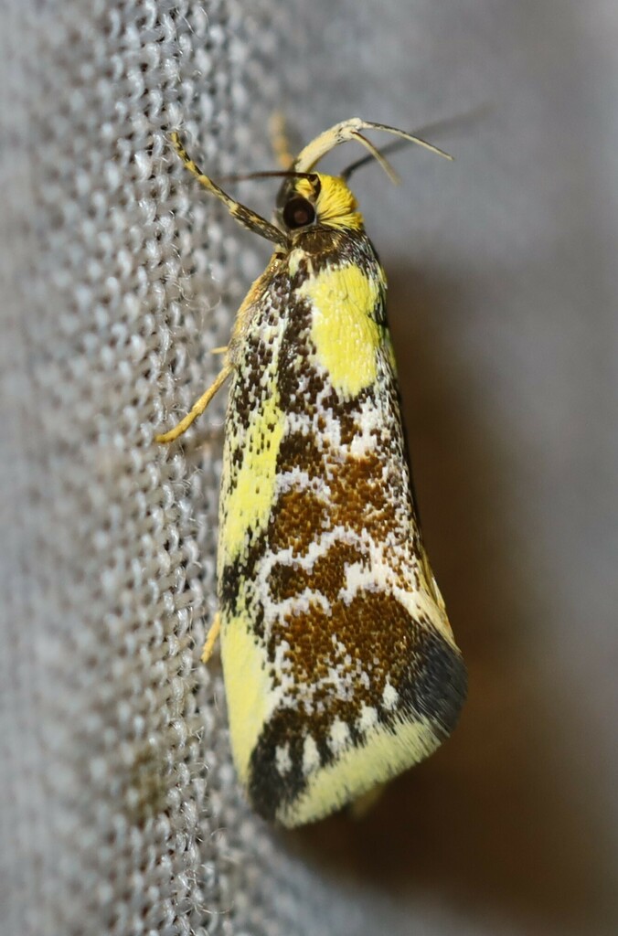 Eulechria hilda