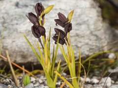 Eulophia ustulata