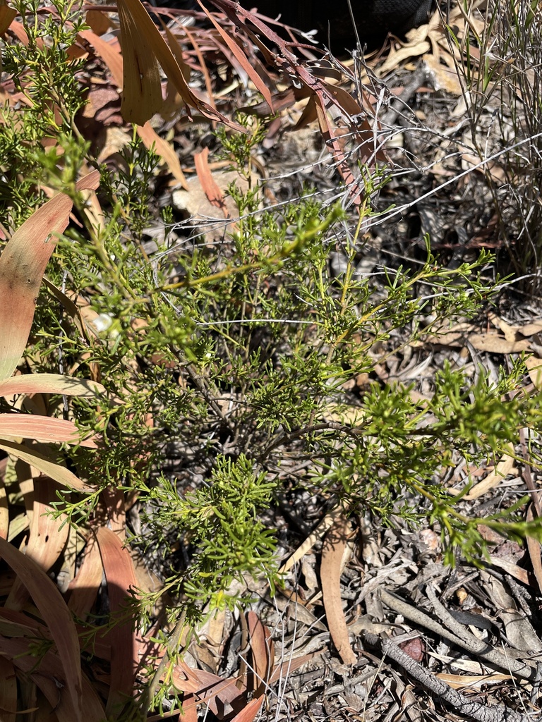 Cyanothamnus occidentalis from Chinchilla, AU-QL, AU on November 13 ...