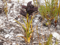 Eulophia ustulata