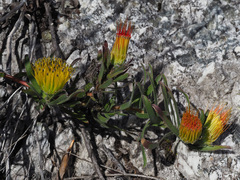 Leucospermum gracile