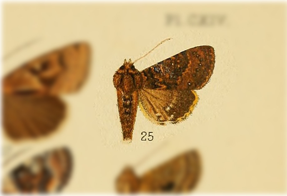 Speocropia leucosticta