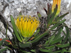 Leucospermum gracile