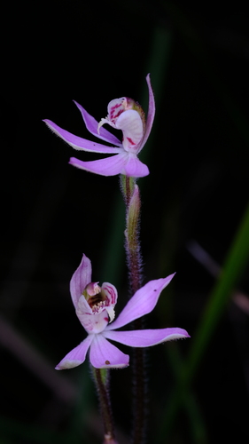 Image of Caladenia vulgaris by (c) Peter Crowcroft, some rights reserved (CC BY)