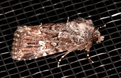Ectopatria horologa