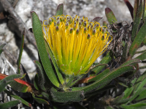 Leucospermum gracile (Knight) Rourke