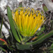Leucospermum gracile - Photo (c) Felix Riegel, algunos derechos reservados (CC BY-NC), uploaded by Felix Riegel