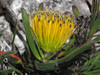 Hermanus Pincushion - Photo (c) Felix Riegel, some rights reserved (CC BY-NC), uploaded by Felix Riegel