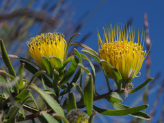 Leucospermum gracile
