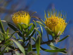Leucospermum gracile