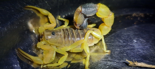 Robust Thicktail Scorpion