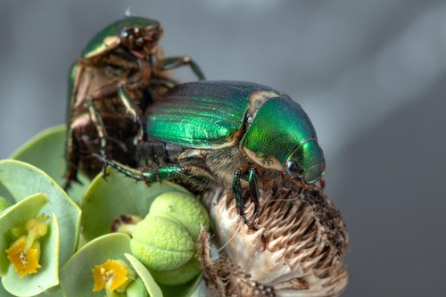 Anomala ausonia