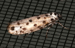 Ethmia clytodoxa