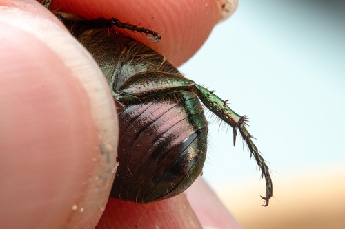Anomala ausonia