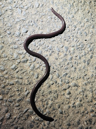 Asiatyphlopinae sighting