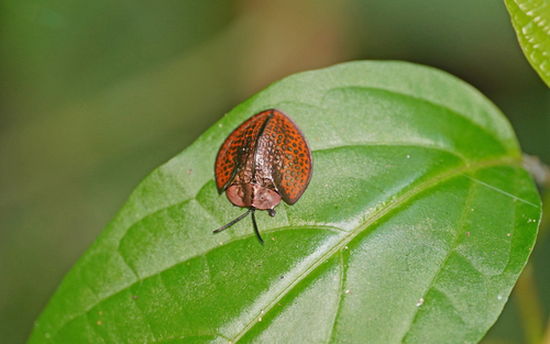 Eugenysa cuprifulgens
