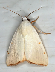 Xanthodes amata