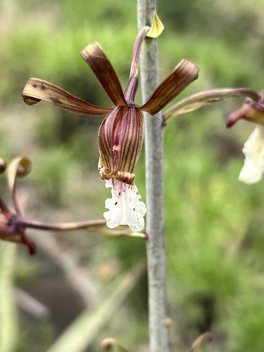 Garden Harlequin