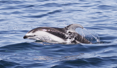 Sagmatias obliquidens