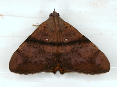 Oxyodes tricolor