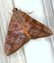 Oxyodes tricolor