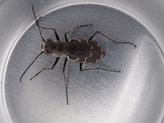 Cicindela repanda repanda