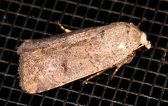 Amphipyrinae