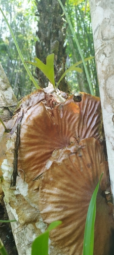 Platycerium alcicorne observed 2023-11-13