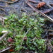 Riccardia chamaedryfolia - Photo 由 Raivo Ivulāns 所上傳的 (c) Raivo Ivulāns，保留部份權利CC BY-NC