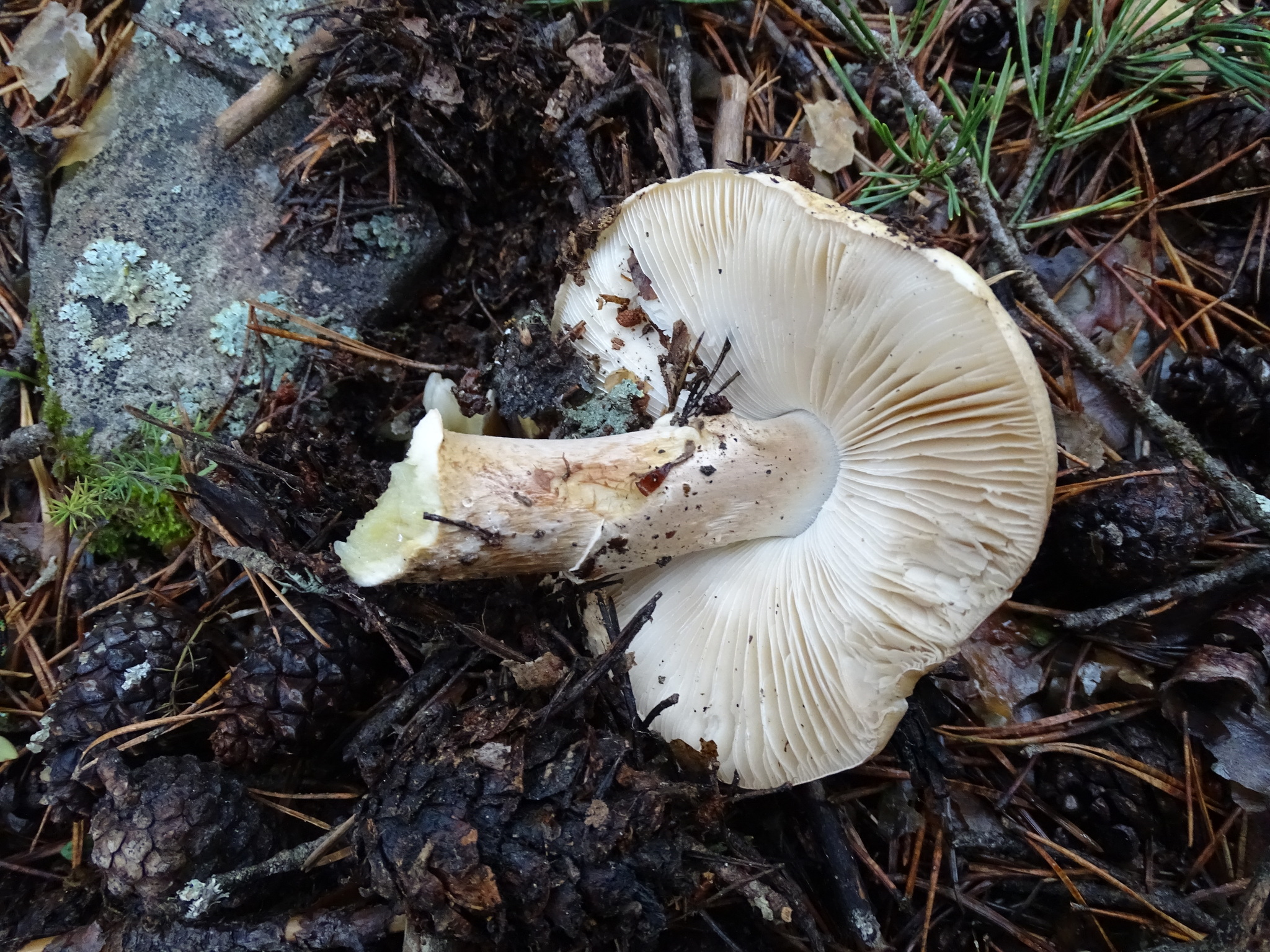 Amanita franchetii